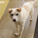 백호켄넬 네이버블로그