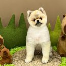 그루밍 버블리 이미지