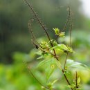 단풍잎돼지풀 Ambrosia trifida L. 이미지