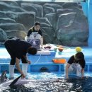 울산 남구 고래생태체험관, 돌고래 ‘장두리’임신에 특별관리 돌입 이미지