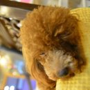 땡구야놀자 이미지