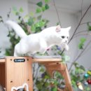 수원고양이호텔 가토캣슬 | 수원 고양이 호텔, 가토캣슬 내 돈 내산 리뷰