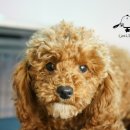 한강펫살롱 이미지