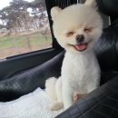 개 친절 펫택시 이미지