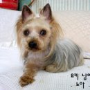 노아 이미지