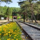 석현축산 | 상주.문경 여행 3편, 친구들과 함께한 청화산 한옥 풀빌라 마지막 코스! 문경 오미자 테마 터널🛤🍒