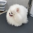 토토펫살롱 | [메모리 펫 살롱] 포메라니안 스파