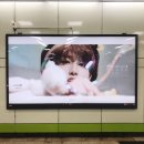 미조광고 이미지