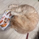 행복한컴퓨터 | 다이소 고양이 박스형 스크래쳐 후기｜컴퓨터 책상 위 트랩으로 대성공!