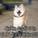 [축!] 강경화 장관님 임명 기념! 풍선 흔드시는 달님!(ft.어색한 빠운쓰) 이미지