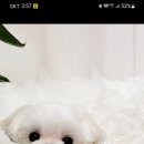 후니네멍멍이 이미지