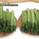 오이지 Daum카페