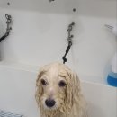 폴인럽 애견&고양이 미용 돌봄&호텔 이미지