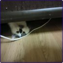 로얄펫 네이버블로그
