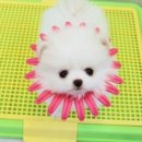 화이트포메라니안 이미지