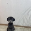 도그보니타 이미지