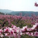 영덕 복사꽃 축제 - 영덕군 달산면 팔각산 옥계천변 양지 마을 이미지