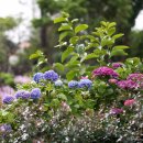 하도조아 이미지