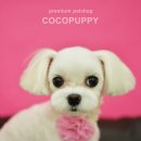 아띠퍼피 이미지