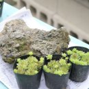 돌꽃향기 날리며 이미지