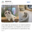 서구-02-85 | 고양이들의 베르사유 궁전이 인천에 나타났다!&#34; 네이버 플레이스 평점 폭발한 캣블리쎄 실화?