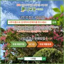 단풍철쭉 H1m 내외 , 참꽃나무H2m 내외 대량판매 판매 이미지