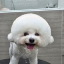 댕댕그루밍 이미지