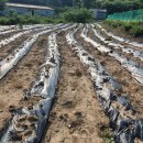 광영농장 이미지