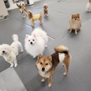 마리 앤 라일라 1대1 애견호텔 애견데이케어 | 견 유치원 호텔 추석 연박 맡긴 후기 산책까지 만족했던 에덴애견유치원호텔 다녀왔어요