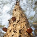 소나무동산 이미지