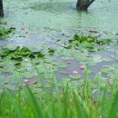 대가연꽃테마공원 이미지