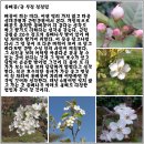 돌배나무 티스토리