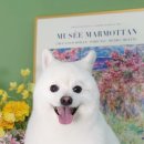 소우주 애견미용실 이미지