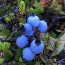 C.T.종합동물병원 이미지