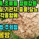 노봉방―산삼보다 귀한 약재! 정력감퇴,각종암,간질환,천식등의 기관지질환,중풍등의 순환기계질환,전립선질환,당뇨,심장병,치추질환,폐농양,각 이미지