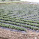 은현농장 이미지