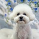 홀리몰리살롱 이미지