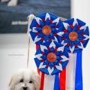 어썸테일즈 이미지