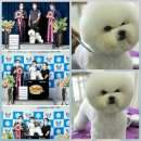 뷰티 앤 도그쇼 이미지