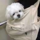 아이리스고시원