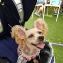 쇼미더펫 이미지