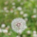 민들레홀씨 이미지