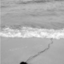 To the Sea 이미지