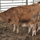 쌍둥이축산 이미지