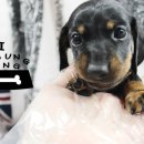 가정견1회분양 이미지