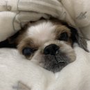 동물병원루니 이미지