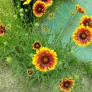 주포초등학교 이미지