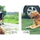 하늘아래첫동네꿩밭