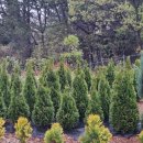 아남농장 이미지