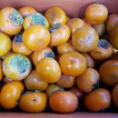 진가네농장 이미지